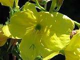 Evening Primrose_1 